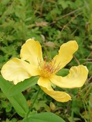 Hypericum ascyron gebleri