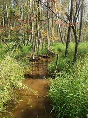 Etheostoma zonistium