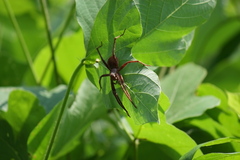 Dolomedes sulfureus