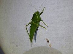 Paracaedicia serrata