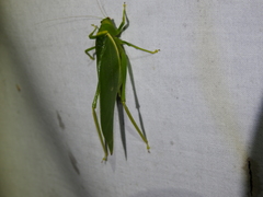 Paracaedicia serrata