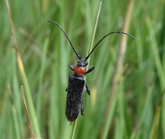 Pronocera collaris collaris