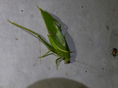 Paracaedicia serrata