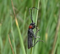 Pronocera collaris collaris