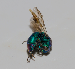 Chrysis cessata