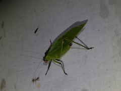 Ephippitytha kuranda