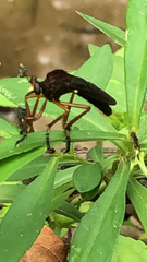 Diogmites platypterus