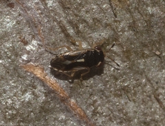 Stylogeocoris elongatus