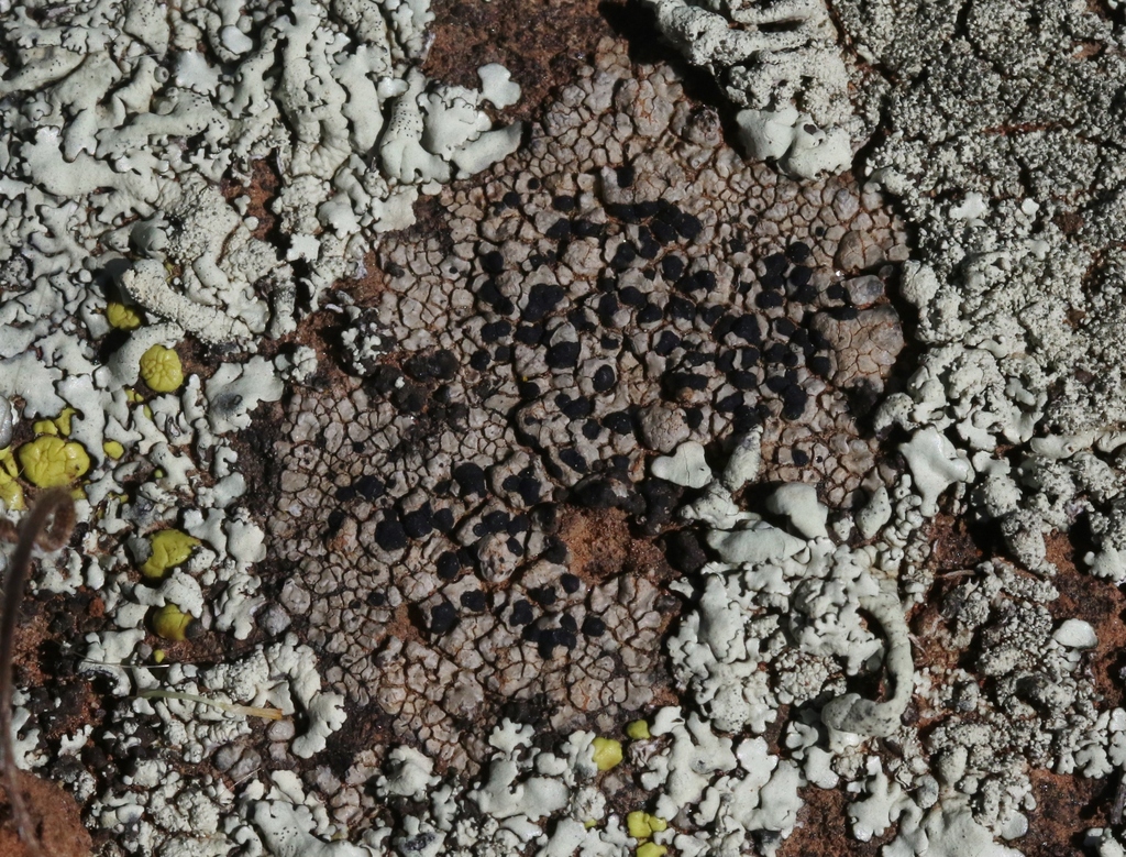 Buellia nashii