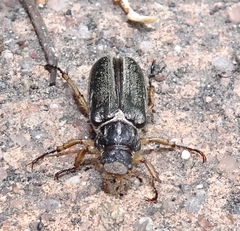 Dichelonyx