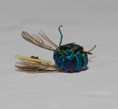 Chrysis cessata