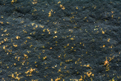 Hydropunctaria maura