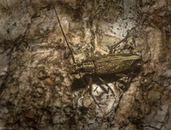 Temnosternus planiusculus