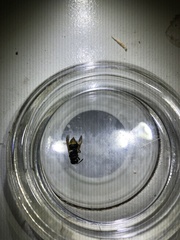 Brachygastra mellifica