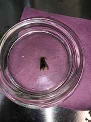 Brachygastra mellifica