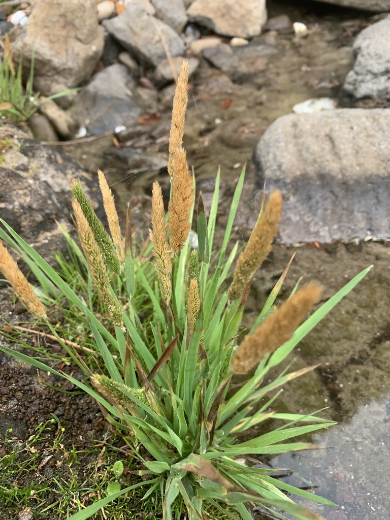 California Bentgrass