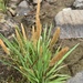 Agrostis densiflora - Photo 由 Matt Reala 所上傳的 (c) Matt Reala，保留部份權利CC BY