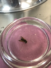 Brachygastra mellifica