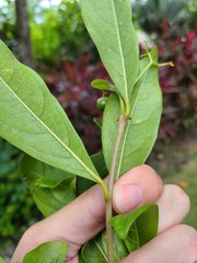Cordia laevigata