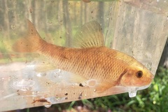 Erimyzon claviformis