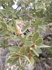 Quercus chihuahuensis
