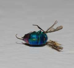 Chrysis cessata