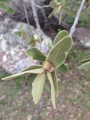 Quercus chihuahuensis