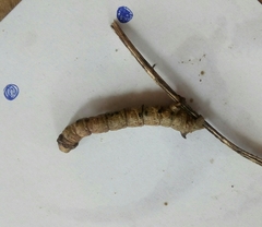 Geometridae