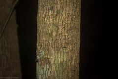 Croton verreauxii