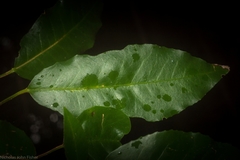 Croton verreauxii