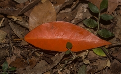 Croton verreauxii