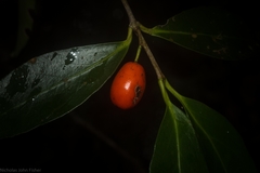 Elaeodendron australe australe