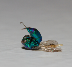 Chrysis cessata