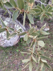 Quercus chihuahuensis