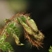 Japanese Tassel Fern - Photo (c) Steven Severinghaus, some rights reserved (CC BY-NC-SA)