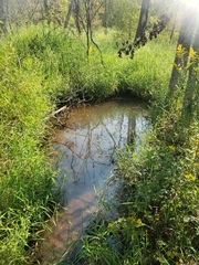 Erimyzon claviformis