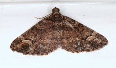 Eucymatoge peplodes