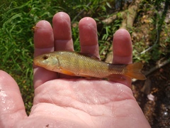 Erimyzon claviformis