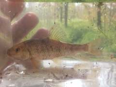 Erimyzon claviformis