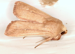 Leucania abdominalis