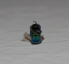 Chrysis cessata