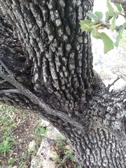 Quercus chihuahuensis