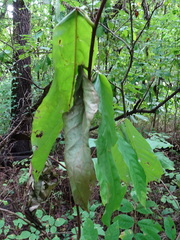 Omphalocera munroei