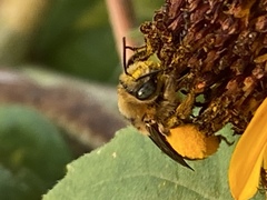 Melissodes robustior