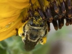 Melissodes robustior