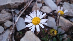 Astranthium beamanii