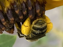 Melissodes robustior