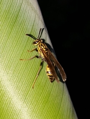 Polybia fastidiosuscula