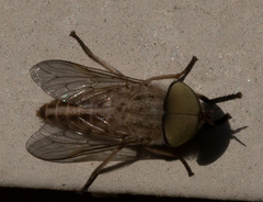 Tabanus lineola