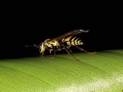 Polybia fastidiosuscula